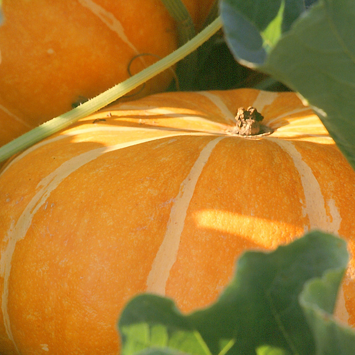 Kürbis Rouge vif d`Etampes (Roter Zentner) Kürbis Rouge vif d`Etampes (Roter Zentner)