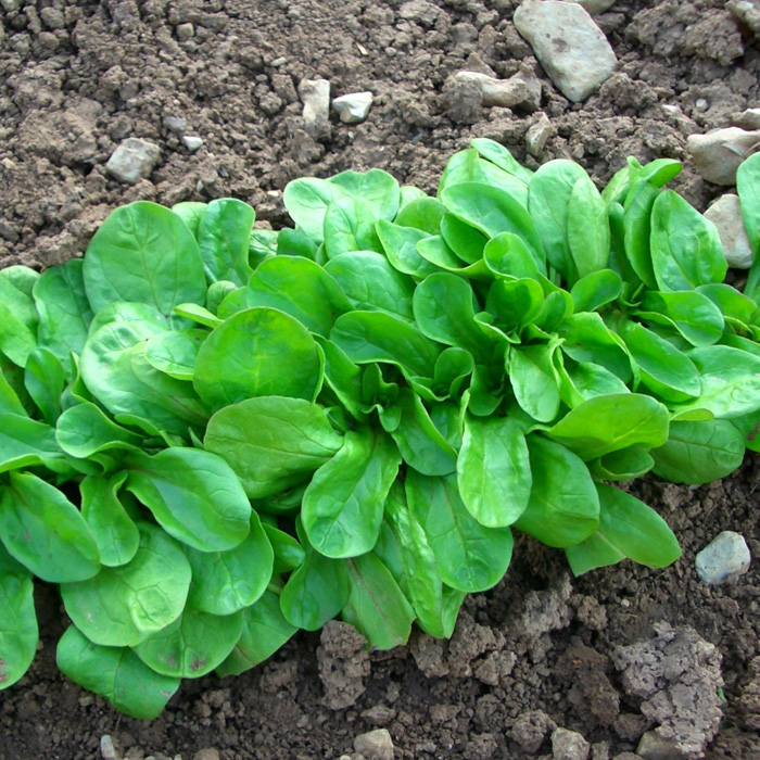 Wollfrüchtiger Feldsalat Kölner Palm