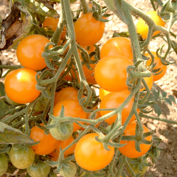 Cocktailtomate Kleine Gelbe aus Estland