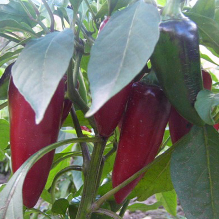 Peperoni Czech Black Peperoni Czech Black