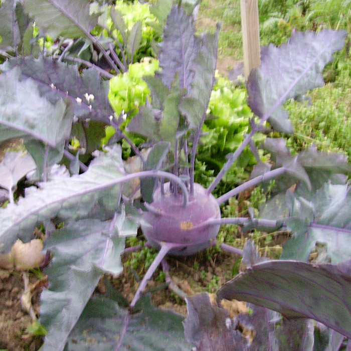 Kohlrabi Blaril