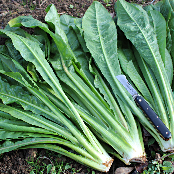 Catalogna gigante di Chioggia