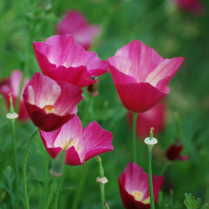 Kalifornischer Goldmohn Karminkönig