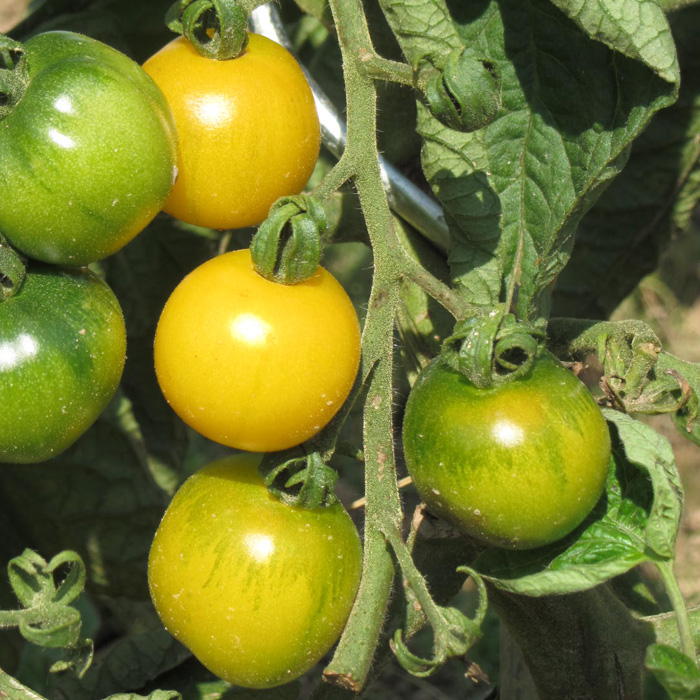 Salattomate Schönhagener Frühe