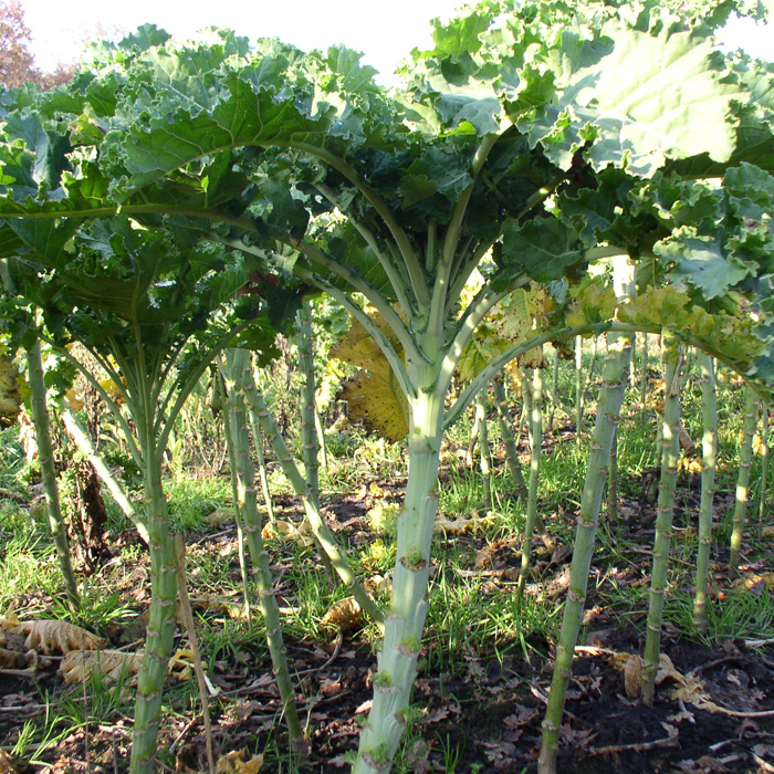 Grünkohl Ostfreeske Groenkohl