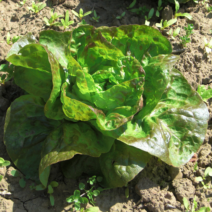 Winterkopfsalat Bunter Kaufunger