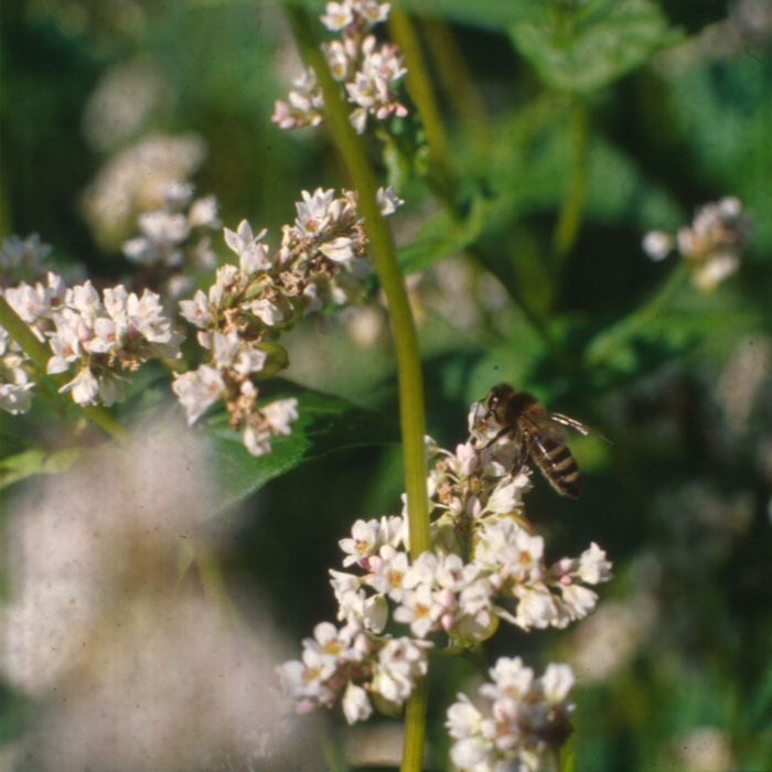 Buchweizen (10 m²)