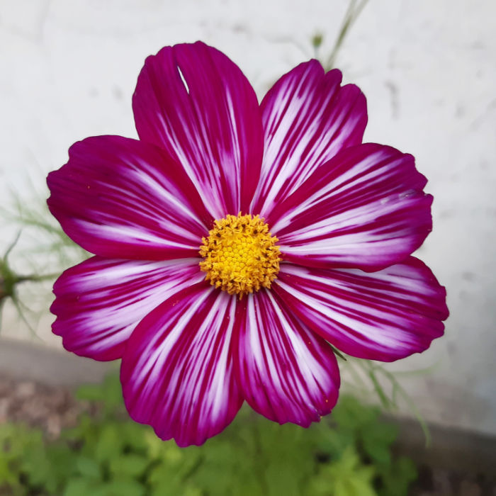 Cosmea Picotee