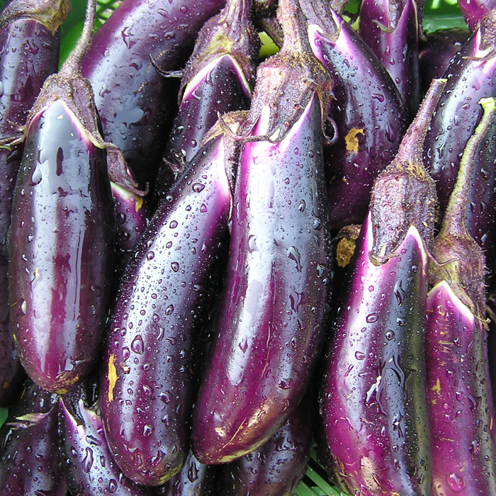 Aubergine Blaukönigin