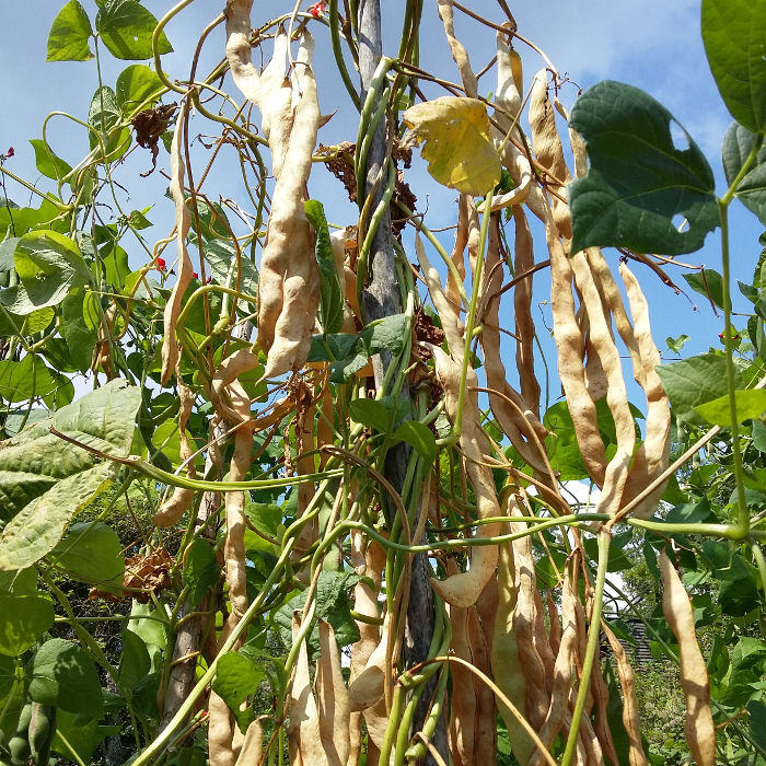 KLEINPACKUNG Stangenbohne Perle von Marbach