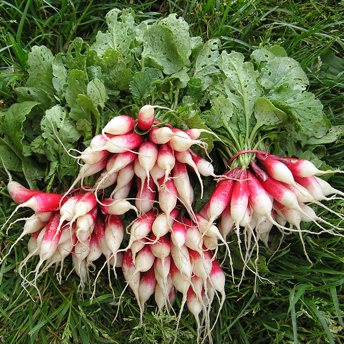 Radieschen De dix-huit jours (18 Tage) Radieschen De dix-huit jours (18 Tage)