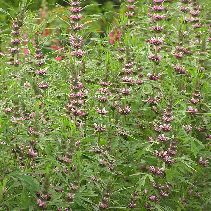 Marihuanilla Marihuanilla