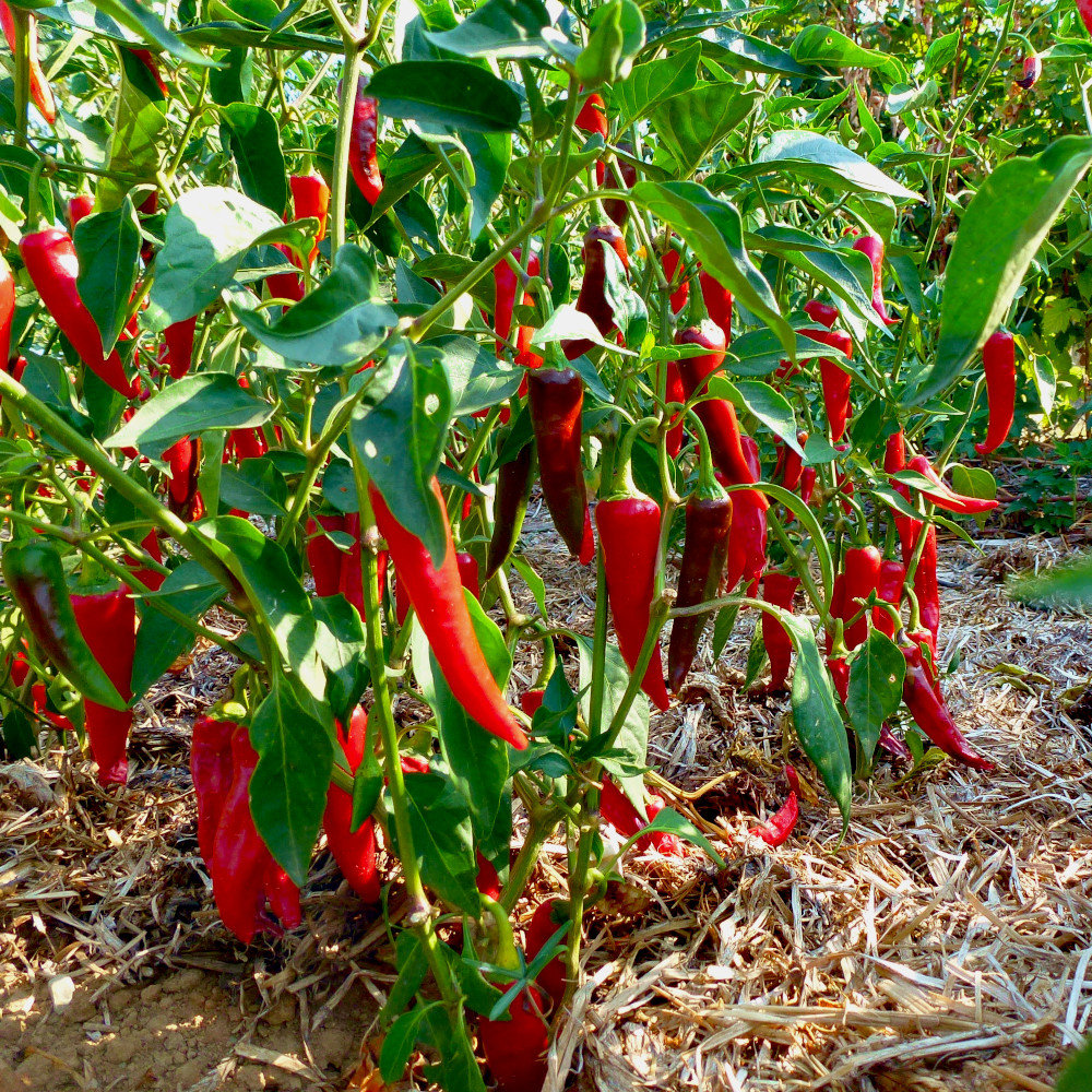 Gewürzpaprika Sha Ema Gewürzpaprika Sha Ema