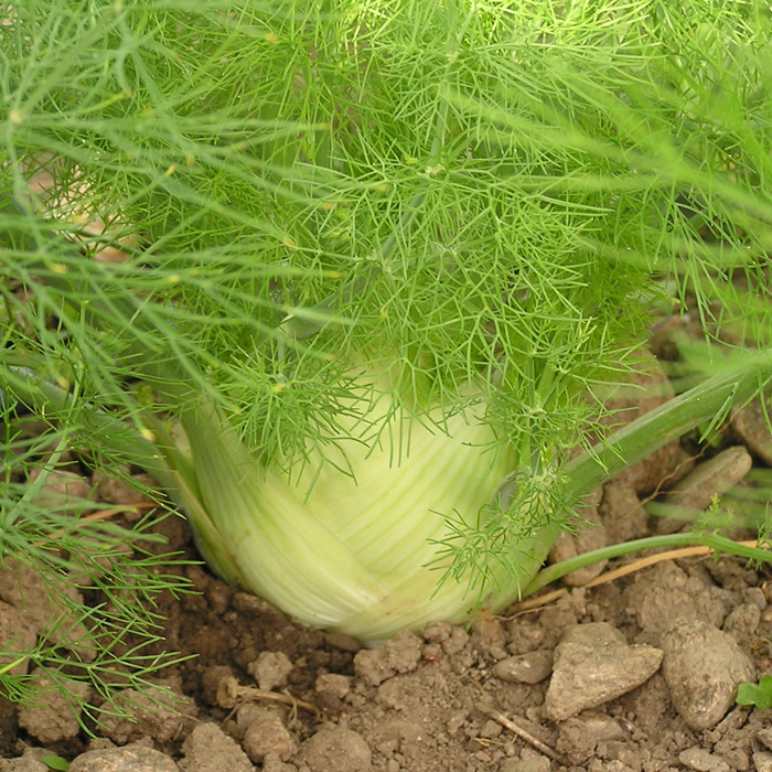 Knollenfenchel Fino Knollenfenchel Fino