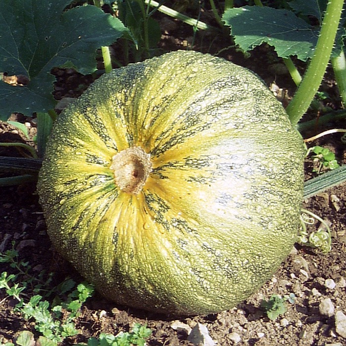 Gartenkürbis Gleisdorfer Ölkürbis