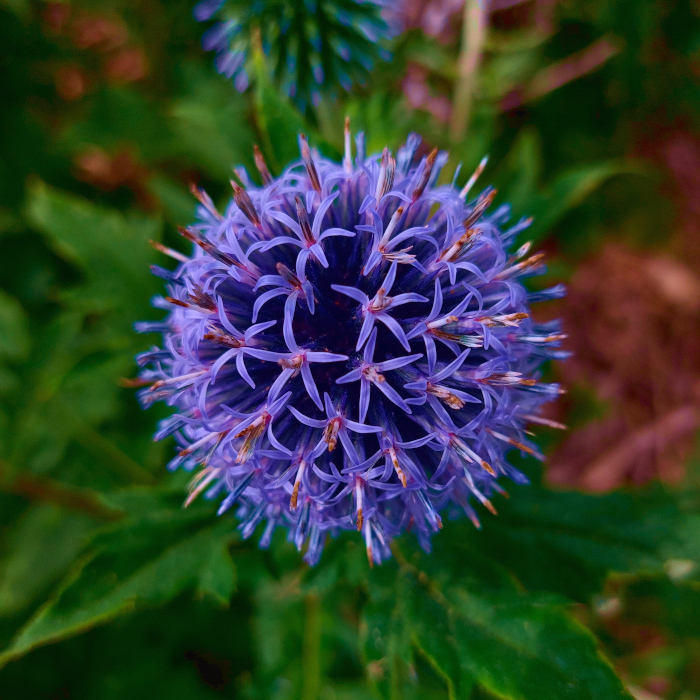 Blaue Kugeldistel