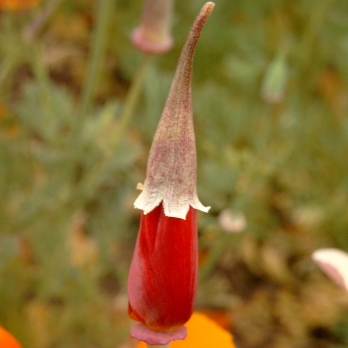 Kalifornischer Goldmohn, Mischung