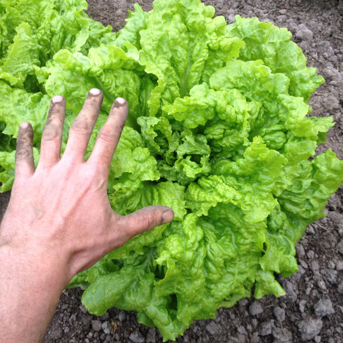 Schnittsalat Australische Gele (Australischer Gelber)