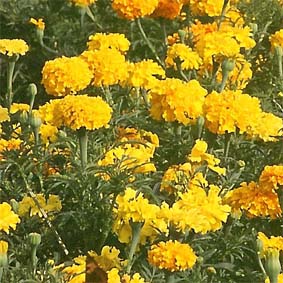 Tagetes, hohe (10 m²)