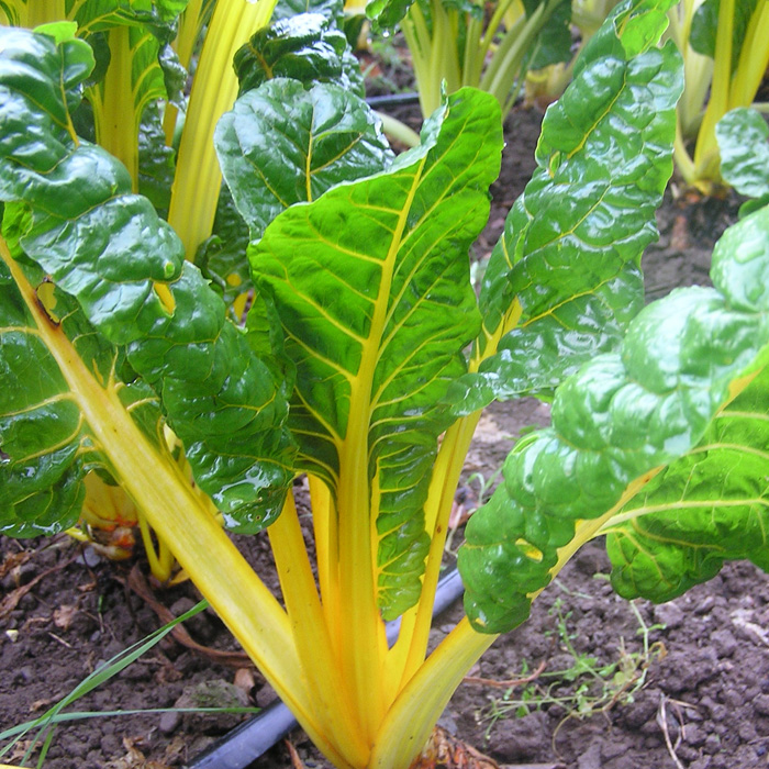 Mangold Bright Yellow Mangold Bright Yellow