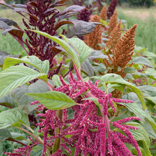 Amaranth Mischung