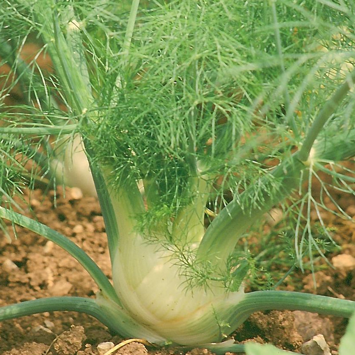 Knollenfenchel Géant Mammouth perfection