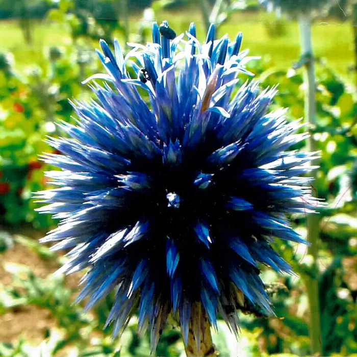 Blaue Kugeldistel