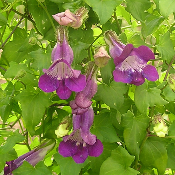 Kletterlöwenmäulchen violett
