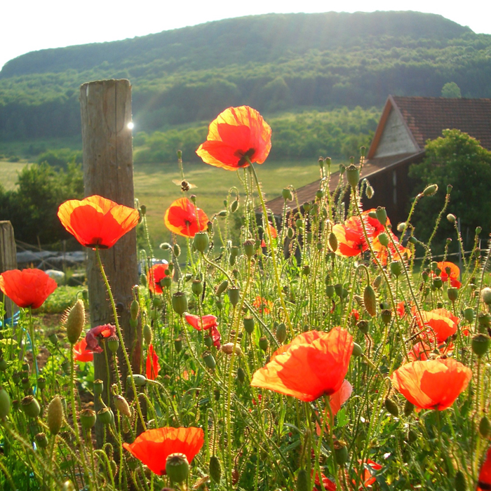 Klatschmohn