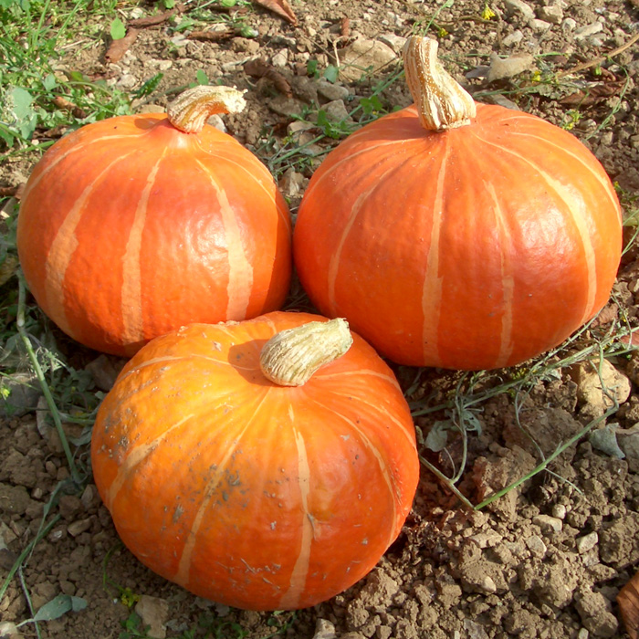 Kürbis Hokkaido Orange