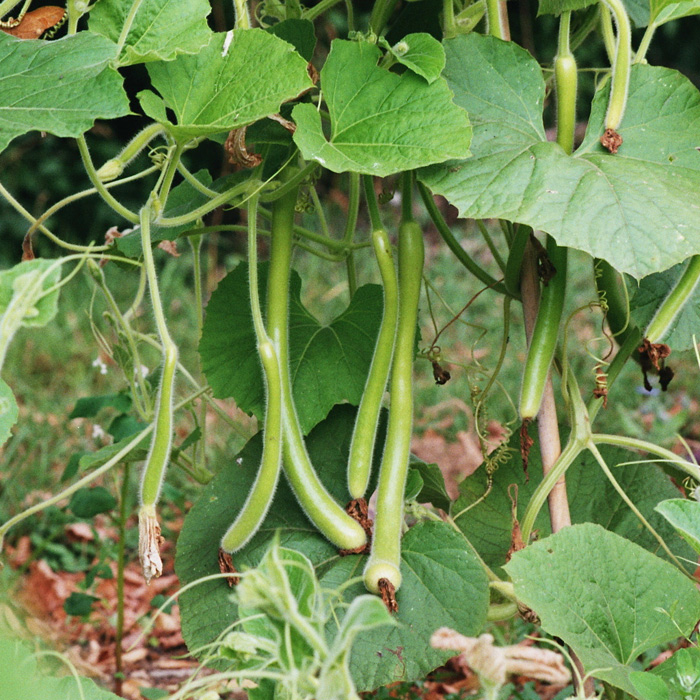 Schlangenzucchini Serpente di Sicilia