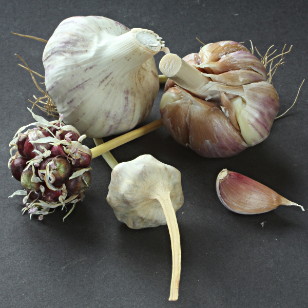 Knoblauch Trollinger