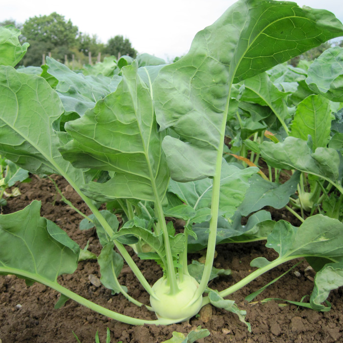 Kohlrabi Lanro