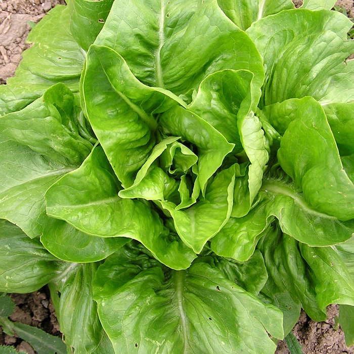 Blattsalat Hirschzunge, grün (Amish Deer Tongue)