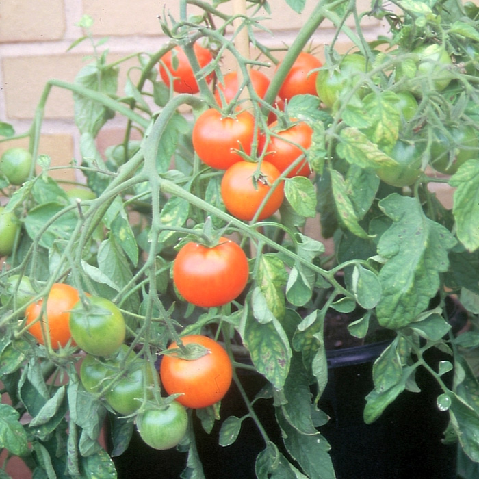 Buschtomate Ida Gold Buschtomate Ida Gold