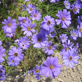 Blausternchen (Blaues Gänseblümchen)