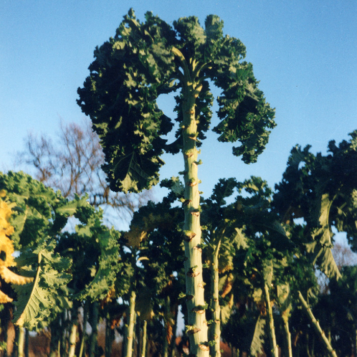 Grünkohl Ostfriesische Palme