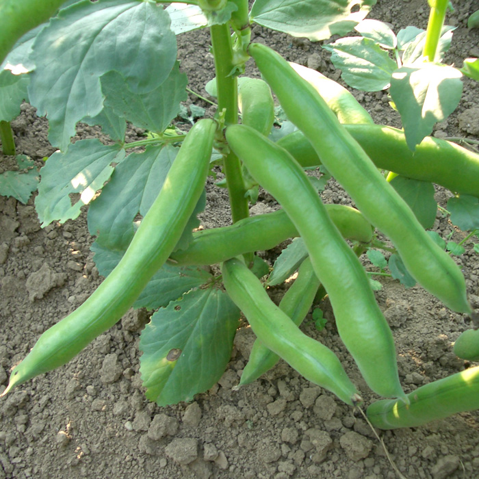 Puffbohne Meteor (Frühe Weißkeimige)