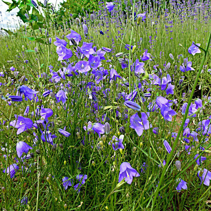 Rundblättrige Glockenblume