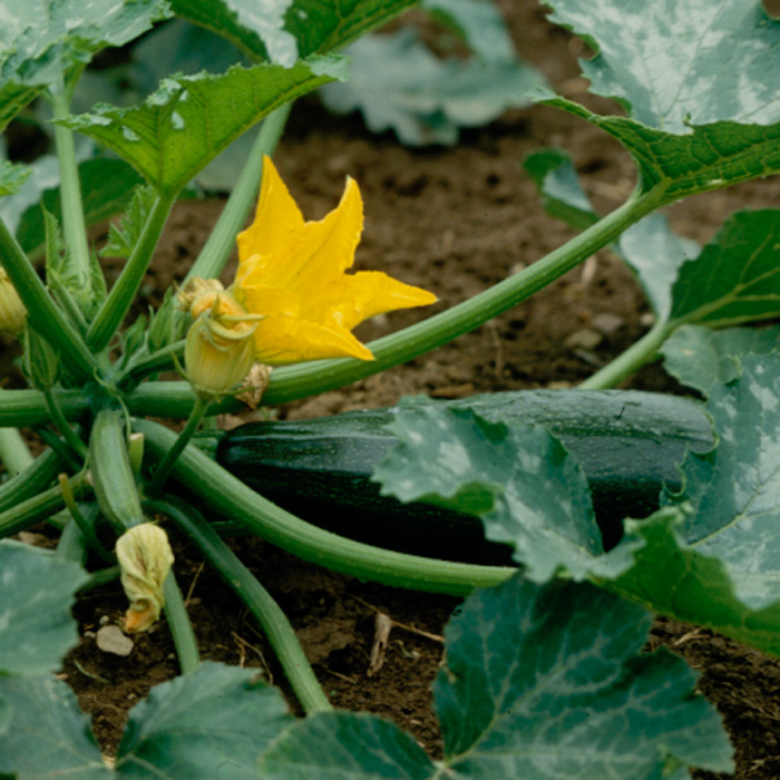 Zucchini Zuboda