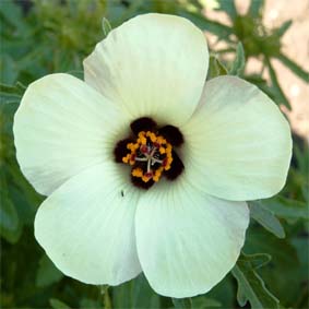 Sommerhibiskus