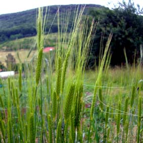 Einkorn Galei