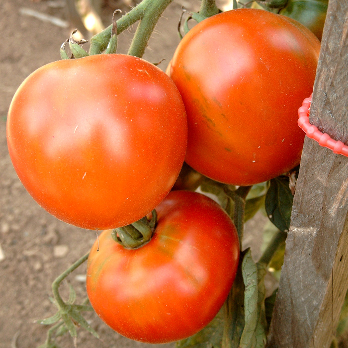 Fleischtomate Saint Pierre