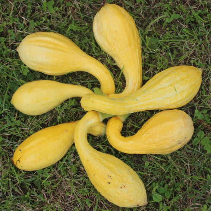 Zucchini Early Summer Crookneck