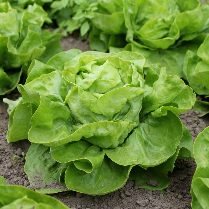 Kopfsalat Lettuce Cabbage