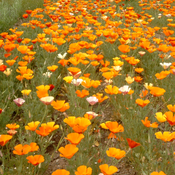 Kalifornischer Goldmohn, Mischung