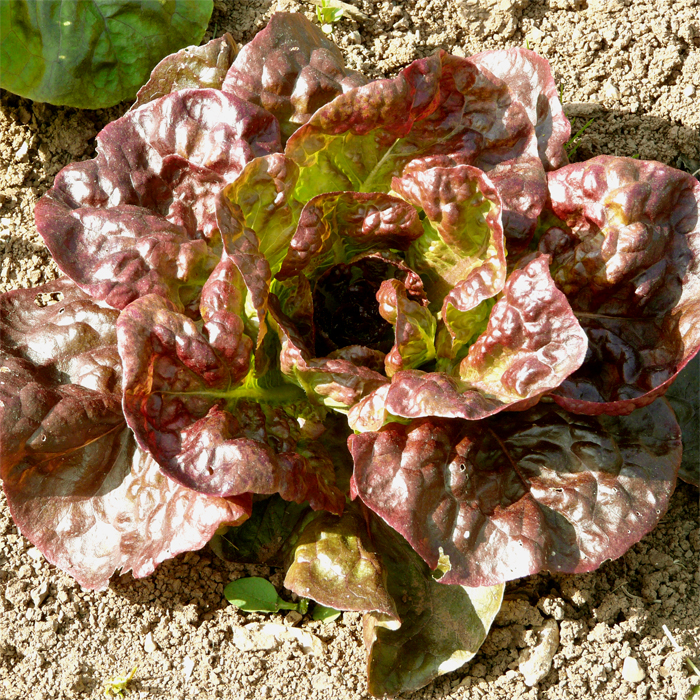 Kopfsalat Merveille des quatre saisons