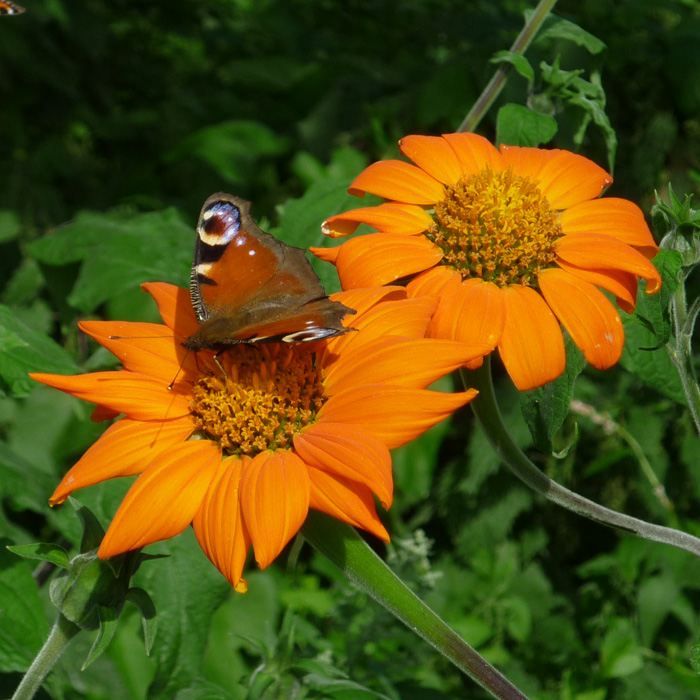 Mexikanische Sonnenblume