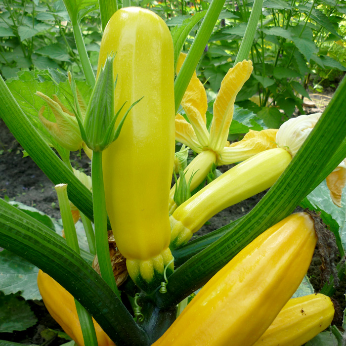 Zucchini Gold Rush