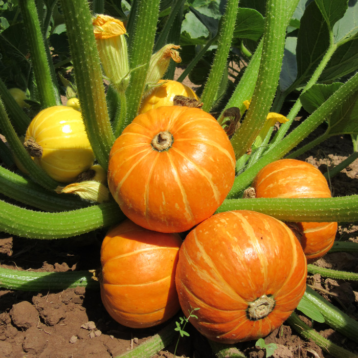 Kürbis Gold Nugget Kürbis Gold Nugget